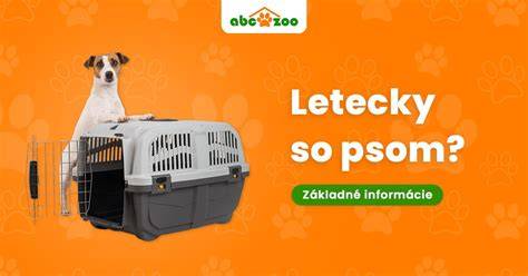 Infografika: Ako psa adoptovať zo shelters a čo potrebujete vedieť