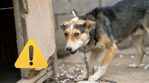 Ilustrácia psa na reťazi v porovnaní s voľne sa pohybujúcim psom