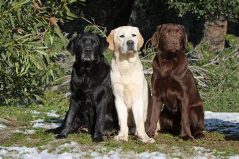 Labradorský retríver - typická končatina a vydrí chvost