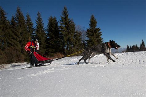Ilustrácia psích záprahov v zasneženej krajine