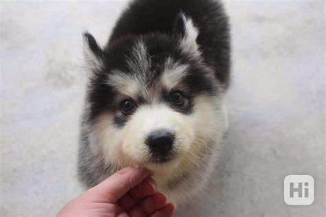 Šteňa sibírskeho huskyho pri výcviku