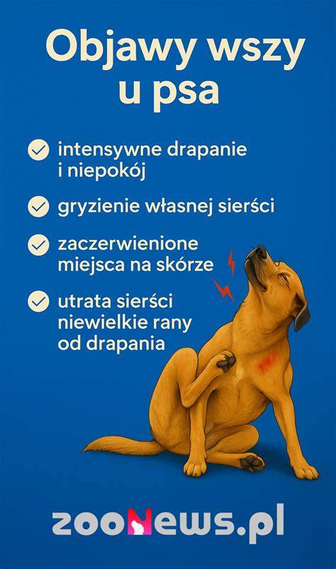 Infografika: Správny postup chudnutia psa (krok-za-krokom)