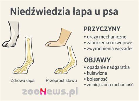 Infografika znázorňujúca rozloženie hmotnosti a kompenzačné mechanizmy psa po amputácii prednej končatiny