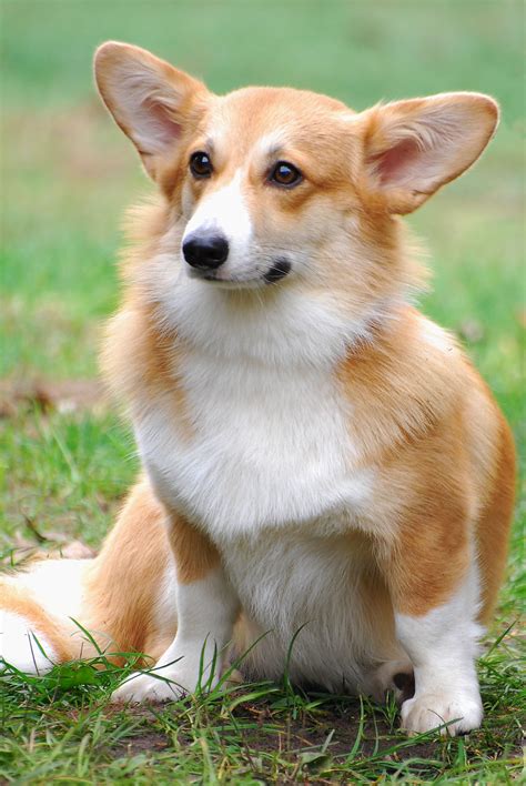 Welsh Corgi Pembroke - ilustratívny obrázok typu krátkych noh, dlhého trupu a vzpriamených uší