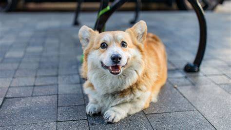 Corgi pri pasení a ich charakteristické uši