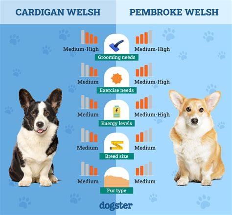 Infografika: Pembroke vs Cardigan - hlavné rozdiely