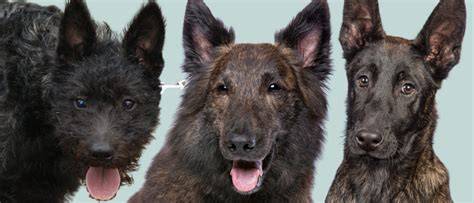 Schéma vývoja plemena Hollandse Herderhond a jeho tri srstné varianty