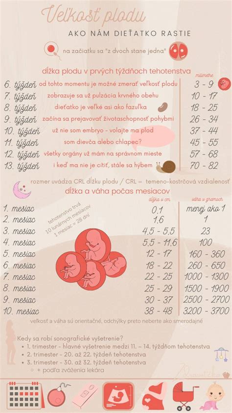Infografika: Vzhľad a veľkosť srnčieho ratlíka