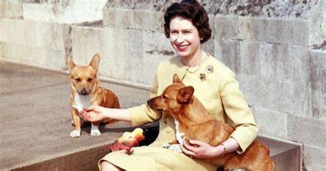 Obrázok: Kráľovná Alžbeta II. so svojimi corgi