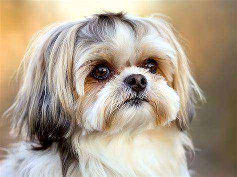 Detail tváre Shih-tzu s krátkym ňufákom a guľatými očami