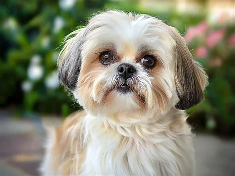 Shih-tzu v ornamentálnom účese s copom