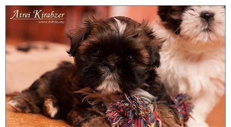 Šteniatko Shih-tzu počas socializácie