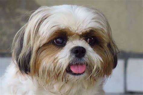 Detail srsti Shih-tzu a údržbových potrieb