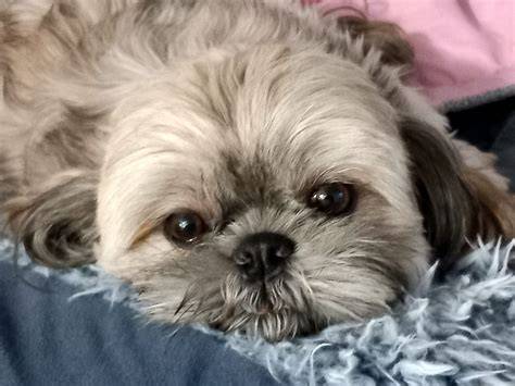 Shih-tzu v pohodlnom dome a v byte