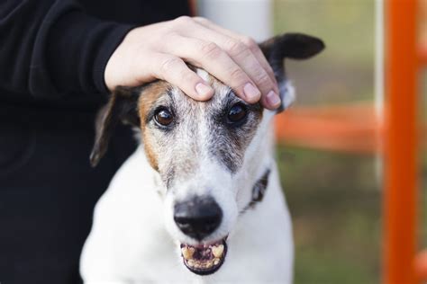 Infografika so zoznamom príznakov zmeny správania psa