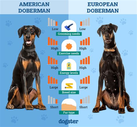 infografika_doberman_recia_tela