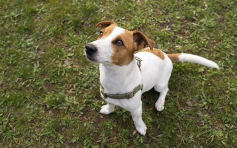 Infografika: Vzhľad a prototyp Jack Russell teriéra