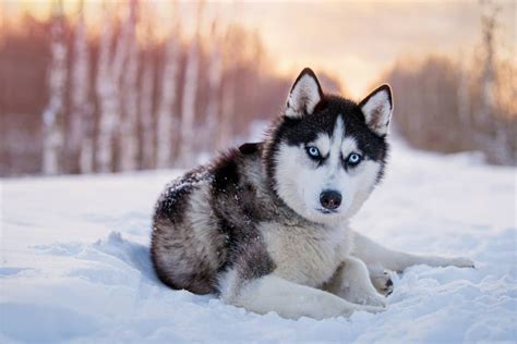 Sibírsky husky v zasneženej krajine