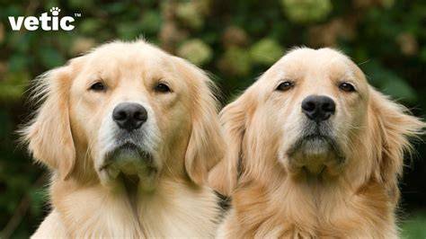 Infografika: Porovnanie farebných variánt labrador retrievera (čierny, žltý, čokoládový) a podstata Zlatého retrievera vs. Zlatý labrador