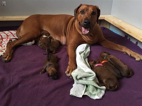 Rodézsky ridžbek v pohybe