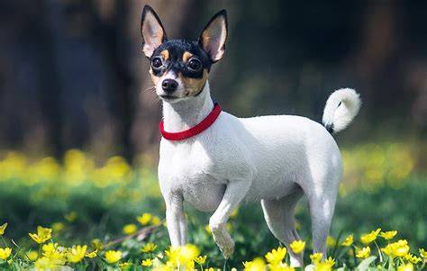 Infografika: Štandardné proporcie Toy Fox Terrier a typické znaky