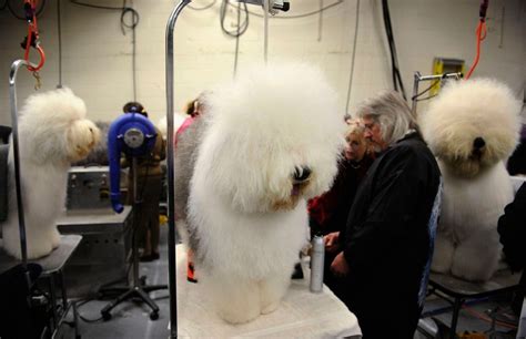 Výstava psov Westminster v New Yorku