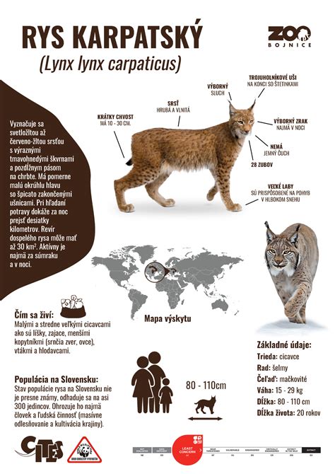 Infografika: Všeobecné informácie o jazvečíkoch - veľkosť, variácie srsti, typy a charakter