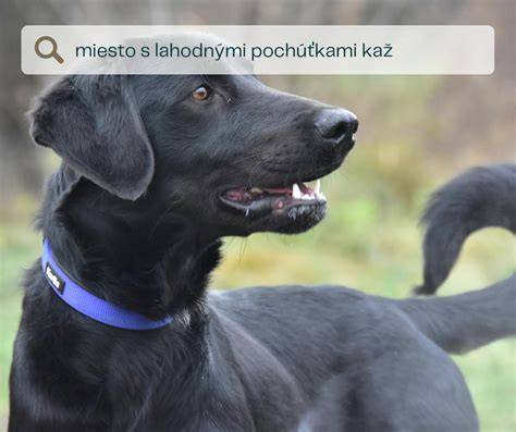 Psík so sanitárnym uterákom po fotení
