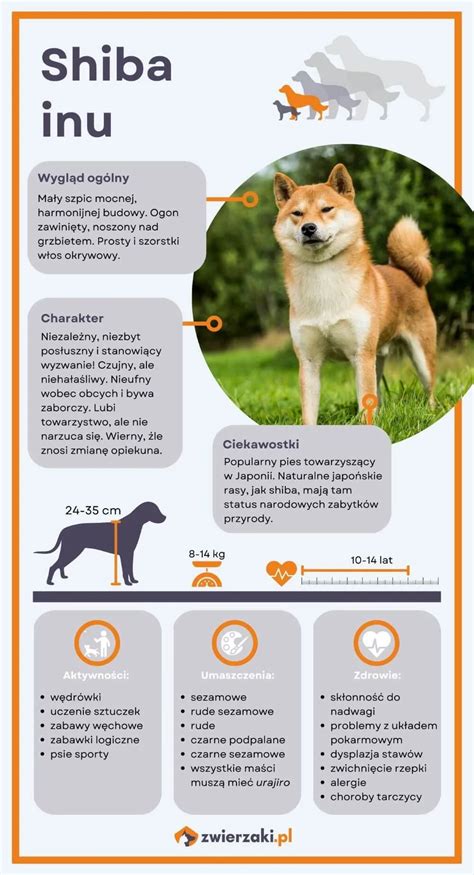Infografika: dvojitá srsť Shiba Inu a starostlivosť počas línania