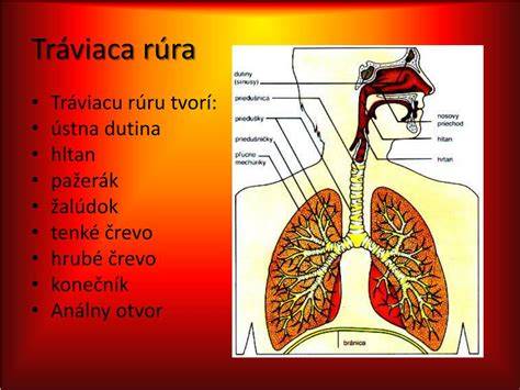 Infografika: Tráviaci trakt psa (ústna dutina - pažerák - žalúdok - tenké a hrubé črevo).