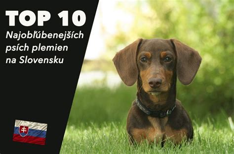 Tabuľka: 10 najobľúbenejších plemien na Slovensku