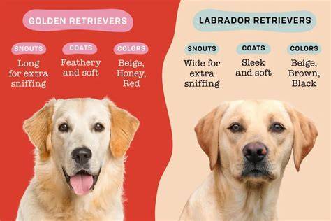 Infografika: Hlavné rozdiely Zlatého retrívra a Labradora v oblasti vzhľadu, povahy a starostlivosti