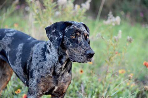 Infografika: Charakteristiky a história Louisiana Catahoula Leopard Dog