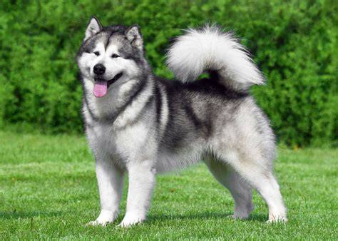 Infografika: Porovnanie veľkosti a výšky malamuta a husky