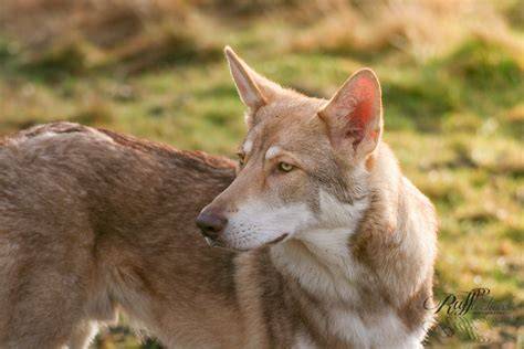 Infografika: priemerne dôležité veterinárne a socializačné testy pre Saarloos Wolfhound