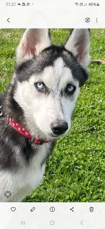 Čierno-biela husky fenka