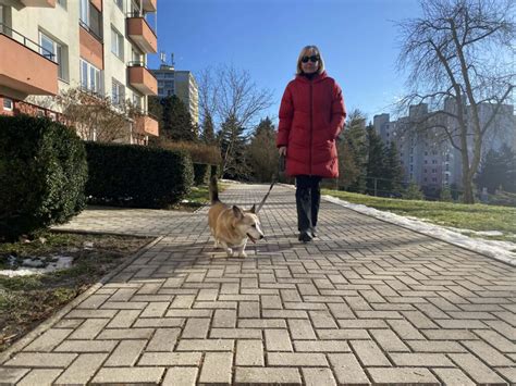 Pes užívajúci doplnok stravy s kolagénom