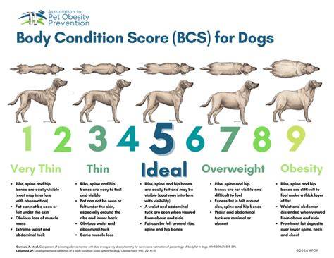 Infografika: Body Condition Score (BCS) a tipy na prevenciu obezity u psov