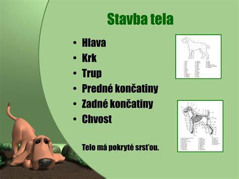 Infografika: Základná stavba psa (hlava, trup, končatiny, chvost) a jednoduché tvary pre ich kreslenie