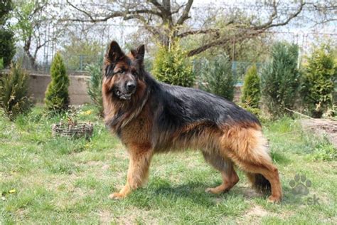 Dlhosrstý nemecký ovčiak