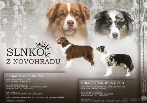 Šteniatka austrálskeho ovčiaka v rôznych farbách