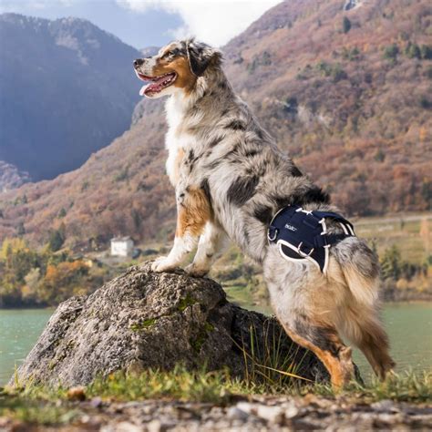 Ilustrácia zdravého a dysplastického bedrového kĺbu psa