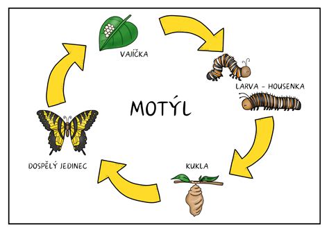 Infografika: životný cyklus vývoja psa od narodenia po dospelosť