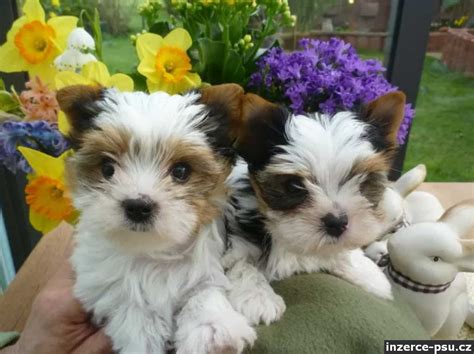 Štruktúra srsti Biewer Teriéra