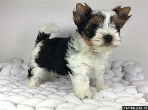 Biewer Teriér pri hre