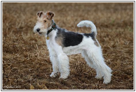 Štandardný vzhľad foxteriéra