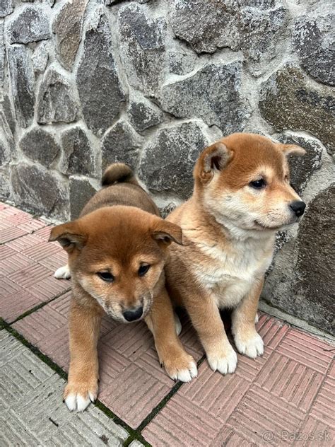Roztomilé šteniatka Shiba Inu v hre