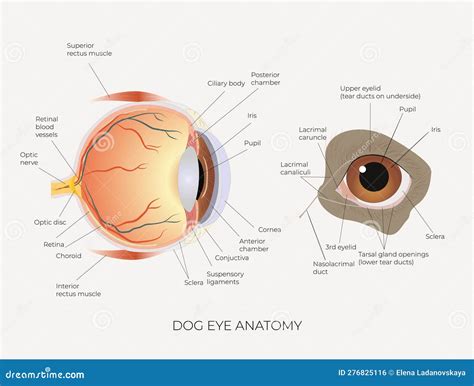 Anatomická schéma oka psa s vyznačenou spojivkou a tretím viečkom