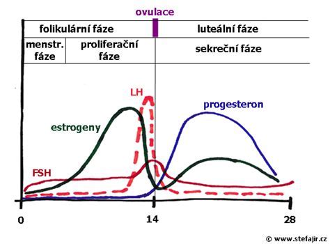 Graf: Zmeny vaginálnej mikroflóry počas tehotenstva a menopauzy