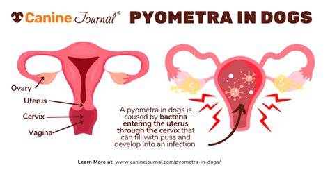Ilustrácia: Pyometra u sučiek - anatomické zmeny a diagnostické postupy